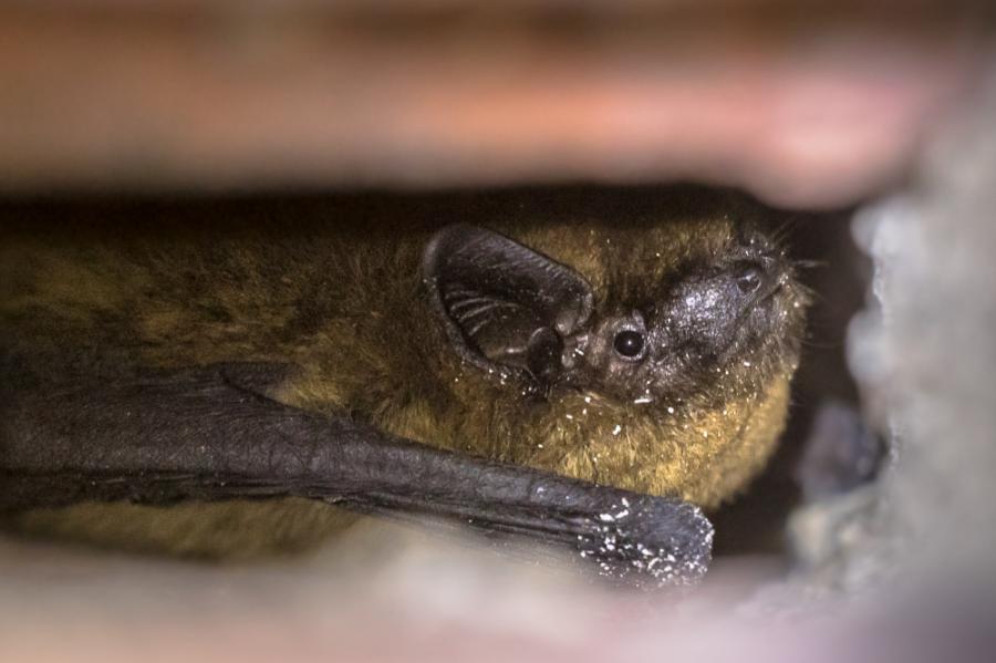 De natuurtoets was eerder dit jaar in het nieuws, omdat er voortaan strengere regels voor gelden. Alle vleermuissoorten zijn beschermd, omdat ze een belangrijke rol in het ecosysteem spelen. 